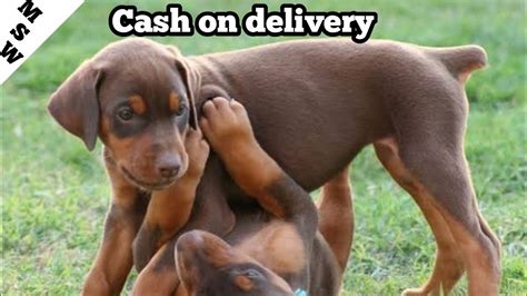 Friends are you planning to bring a doberman puppy in your home and wanted to know the price in india for 2020? Doberman puppies available on cash on delivery - YouTube
