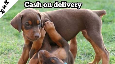 Friends are you planning to bring a doberman puppy in your home and wanted to know the price in india for 2020? Doberman puppies available on cash on delivery - YouTube