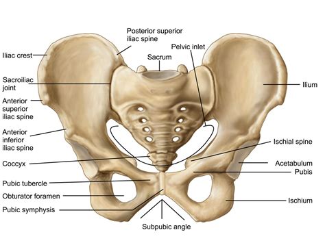 The trachea bifurcates into the right and left main bronchi at the level of the carina, supplying air to the right and left lungs respectively. Bones Of Female Back : Pin On Anatomy / Left superficial ...