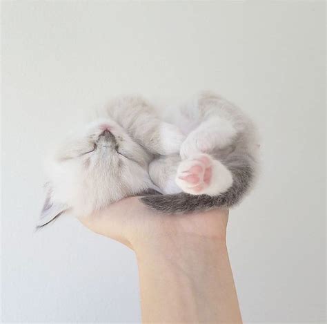 Kittens for sale who need a home. Cute Animals Whatsapp Status Video Download much Kittens ...