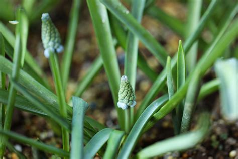 Your garden needn't look dreary in winter. Garden flowers | Flower garden, Muscari, Seeds