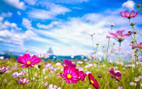 Posted by admin posted on march 22, 2019 with no comments. Summer flowers wallpaper - beautiful desktop wallpapers 2014