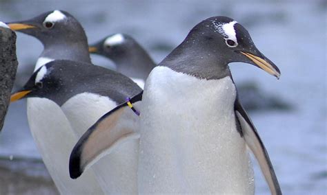 Looking for some heartwarming nature to enjoy from the comfort of your own home? Penguins ZooTube webcam feed from Edinburgh Zoo becomes ...