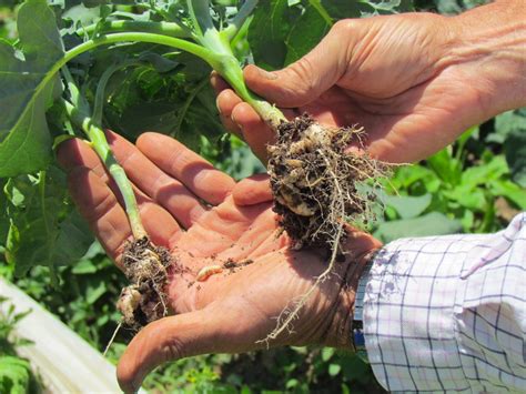 Growing napa cabbage takes a little more planning than many plants because you will harvest the whole plant when you harvest the cabbage. Seed Revolution Now!: Broccoli and Napa Cabbage On-Farm ...
