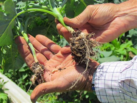 Pepper plant branches can be brittle, unlike tomato plant branches. Seed Revolution Now!: Broccoli and Napa Cabbage On-Farm ...