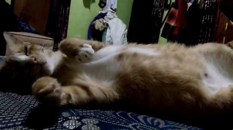 Bocil dilarang nonton pap tt no sensor. Grepe TT Kucing Hamil - YouTube