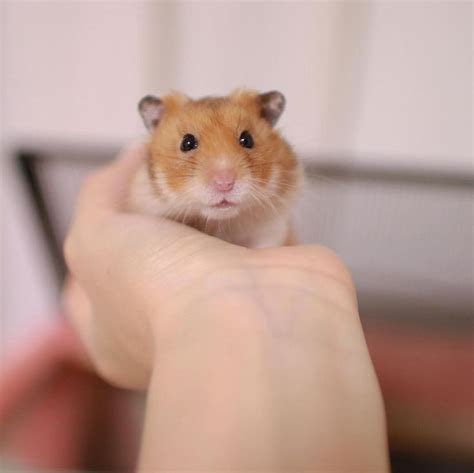 Semua produk kami didesain dengan penuh pertimbangan produk yang kami miliki antara lain; Pin oleh Ria Catur di Funny Hamsters | Binatang, Hewan, Hewan lucu