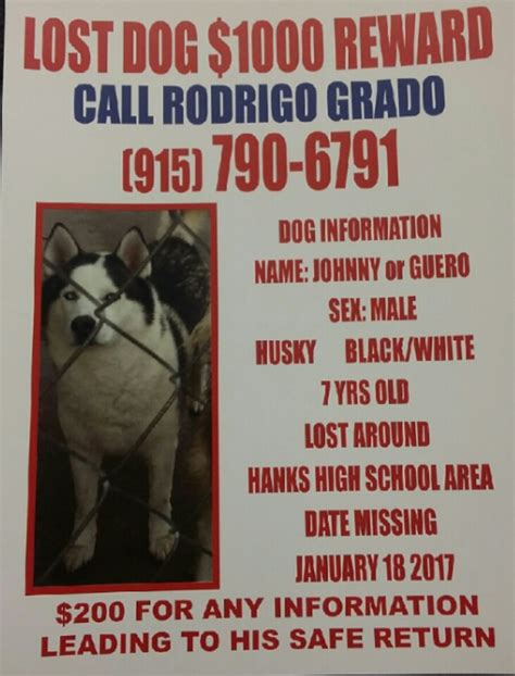 They are the best social distancing buddies! Lost Dog (El Paso, Texas) - Johnny