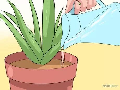 Vous y trouverez également un choix unique et fantastique de décorations et cadeaux. Comment prendre soin d'une plante d'aloe vera | Plante ...