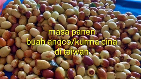 Buah kurma, baju kaos, buku. Buah kurma cina【angco】 - YouTube