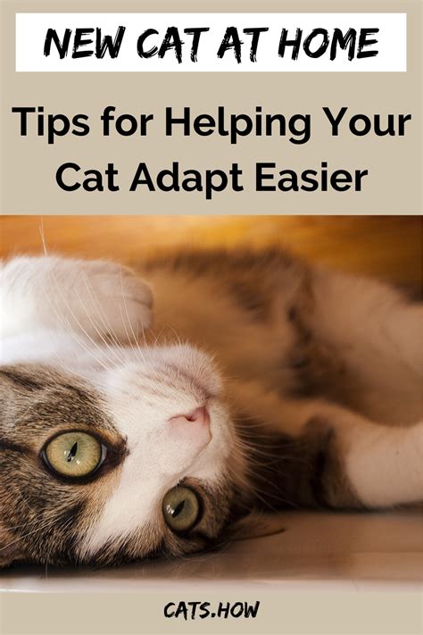 I'm really worried about upsetting them. How Do Cats Adapt to a New Home in 2020 | Indoor cat, Cats ...