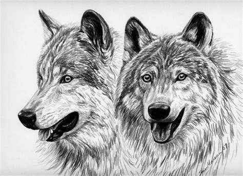 Pencil drawing of two wolves. Wolf Pencil Drawings | Wolf Pack Drawings | Pencil ...