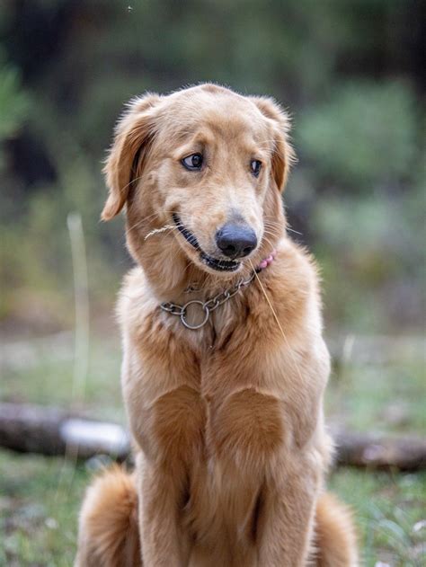 Sorry, but the answer is no. Golden Retriever Puppies Utah Craigslist - Animal Friends
