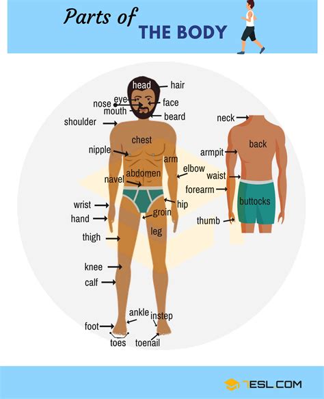 Find the human body parts (external organs) names in the tamil language. Pin on Visual Dictionary