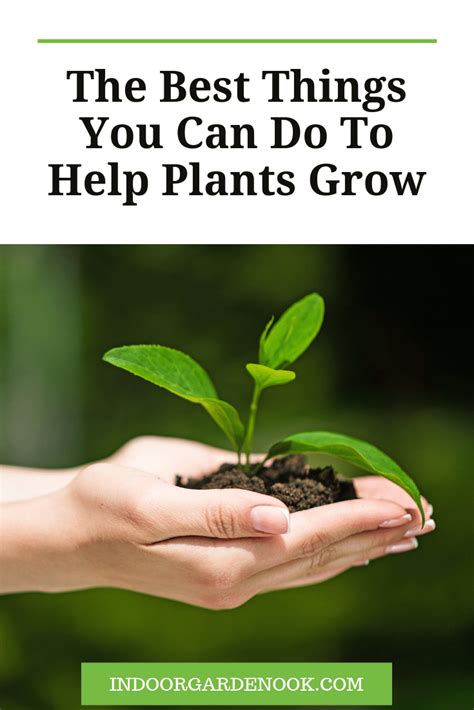 It is better to place plants a decent cactus grow in a mixture of sand and soil. What Does A Plant Need To Grow | Plants, Vegetable garden ...