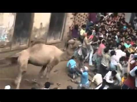 There are many stories about the origin of the camel and how it came to rajasthan. angry camel killed a boy before qurbani in India - YouTube