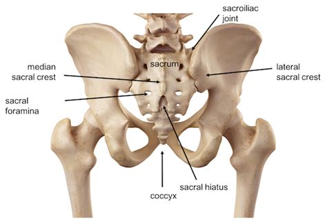 Anterior is toward the right for the lateral view and down for the superior view. Sacrum fracture