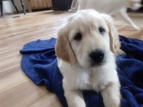 Litter of 5 Golden Retriever puppies for sale in ...