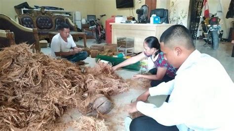 Bawang putih jahe chicken stock. Nasipan Olah Sabut Kelapa Jadi Pot Anggrek, Rupiah pun ...