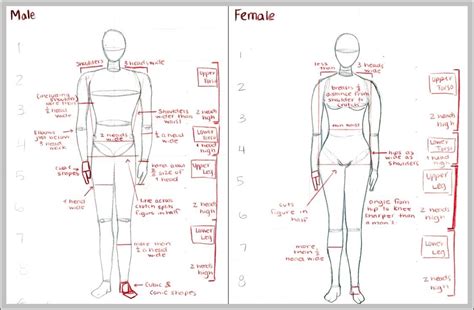 Posted on january 21, 2015 by admin. male anatomy - Graph Diagram