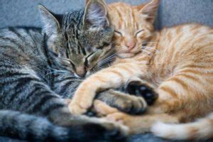 Cat flu is an illness that causes similar symptoms to human flu (a high temperature, sneezing, weepy eyes and a snotty nose). A Guide to Cat Flu Treatment in Charlottesville, VA ...