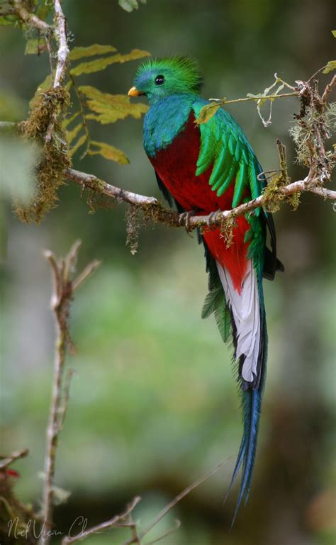 Costa rica, country of central america. Costa Rica Photo Tour: Bird and Wildlife Photography Tour