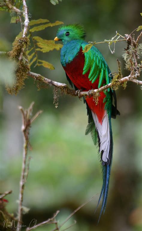 Las costas tienen un paisaje inestable, donde hay sectores de playa cuyo perfil bidimensional puede crecer debido al depósito de sedimentos y en otros casos puede disminuir por. Costa Rica Photo Tour: Bird and Wildlife Photography Tour