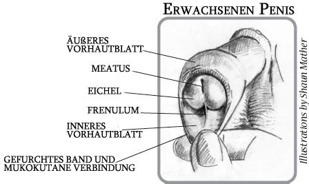 1 cm innerer vorhaut beschnitten und habe schöne gefühle in dem bereich des inneren vorhautblattes, deshalb würde ich diese nicht missen wollen. Neuseeländische Gesellschaft für Pädiatrie: Pflege der ...