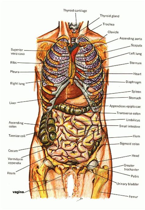 Body anatomy muscles diagram block and schematic diagrams •, human body female parts picture female anatomy fresh from organ diagram male body fresh from body diagram of organs. Humans Reproductive System Real Image Real Female ...