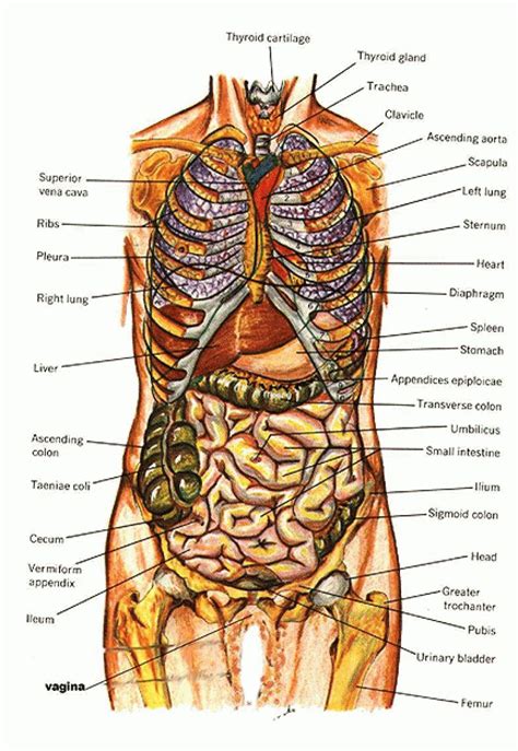 On average, male brains are about 10% larger than female brains, according to northwestern. Humans Reproductive System Real Image Real Female ...