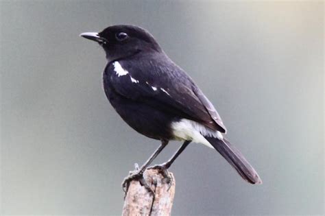 Burung decu adalah jenis burung pengicau mungil yaknii panjangnya hanya sekitar 13 cm dan bersuara kicau sangat nyaring. Planet Burung: Decu si Mungil yang Dahsyat