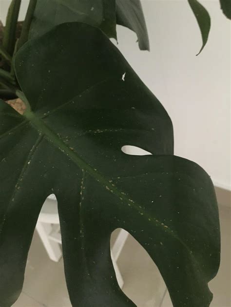 Dark brown spots on monstera leaves is a good indication of the plant getting too much water. Ask a Question forum: Light brown spots on my Monstera ...