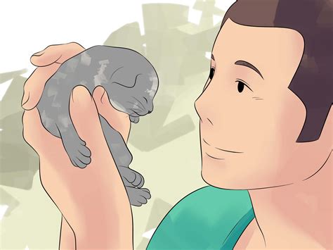 3 Ways to Breed Cats - wikiHow