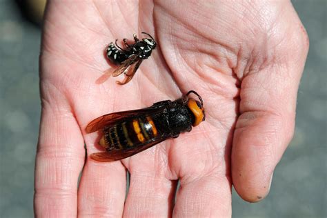 I've seen tens of bee vs wasp fights and stings were never used. Two New Asian Giant Hornet Sightings in Pacific Northwest | Smart News | Smithsonian Magazine