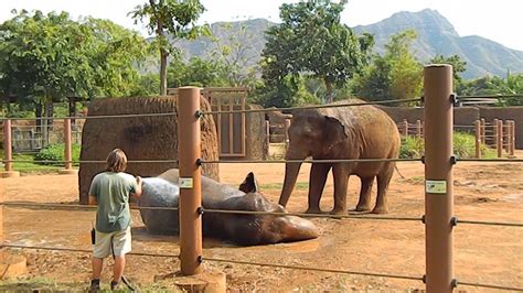 Please help us look after our animals during these uncertain times: elephant shower time in honolulu zoo-2017 - YouTube