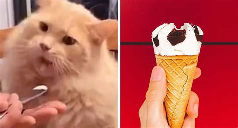 Estatísticas, artilharia, ranking de gols, notícias, resultados e informações dos jogos. VIDEO VIRAL | La reacción de un gato al probar helado por ...