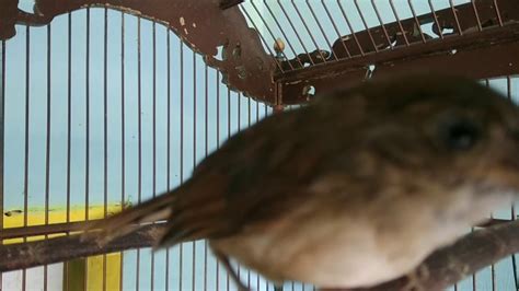 Suara burung flamboyan betina,untuk pancingan jantan yang macet. Beda Burung Plamboyan Jantan Dan Betina - 7 Ciri Ciri Burung Sikatan Londo Paling Akurat Dari ...