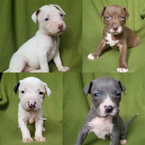 Looking for bull terrier puppies? Bull Terrier Puppies For Sale In Michigan | PETSIDI