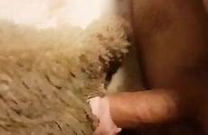 man animals fucks sheep viewed most zoo videos bed