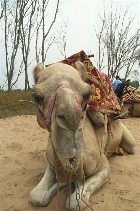 Guess what day it is! Pin on Camels