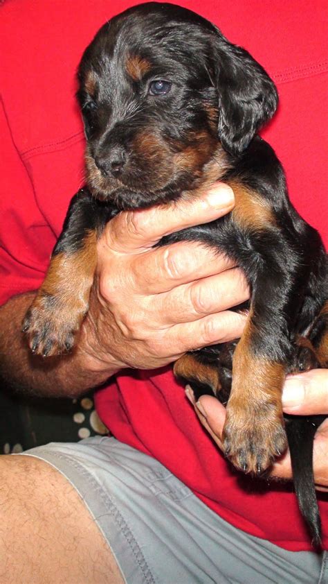 Gordon setter puppies — before you buy… image credit: Gordon Setter Crossing: Gordon Setter Puppies - 3 Wks. & 5 ...