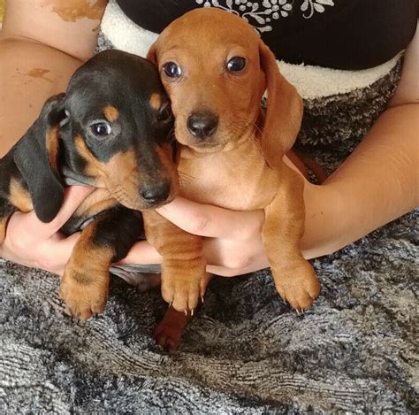 We specialize in finding permanent homes for dachshund and dachshund mixes. Dachshund puppies for adoption - Pets Rehoming, Al-Ayn