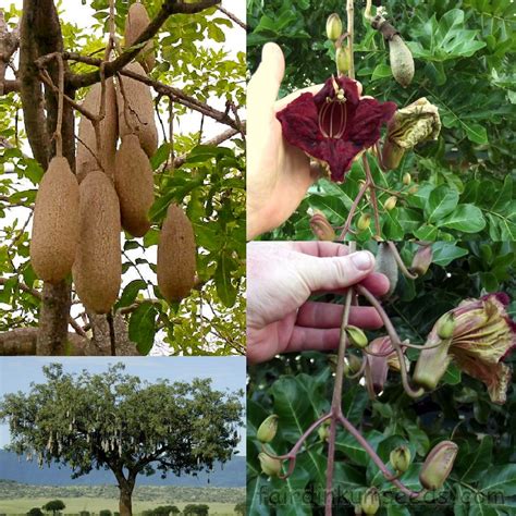 The branches of trees sway in the wind. Sausage Tree Kigelia Africana Pinnata Seeds | Fair Dinkum ...