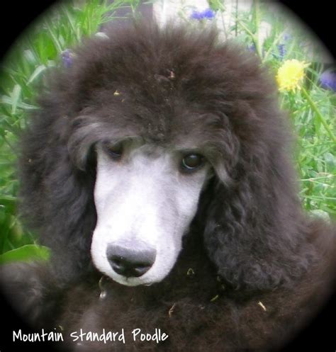 It's also free to list your available puppies and litters on our site. photo album of standard poodle puppies. We have red, blue ...