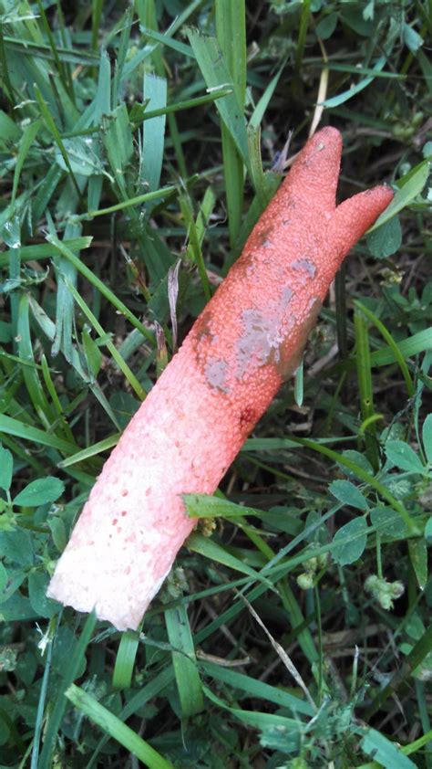 See more ideas about jackdaw, black bird, crows ravens. Weird looking mushroom in my yard. What is it? Is it ...