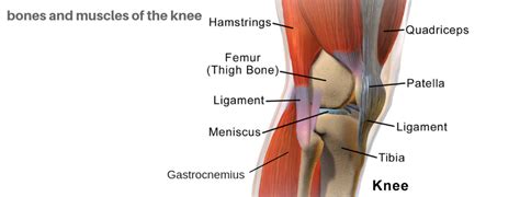 Quizzes on human skeletal system anatomy, bone anatomy, and bone markings. knee pain - 6 problems that Bowen Therapy helps - Bowen ...