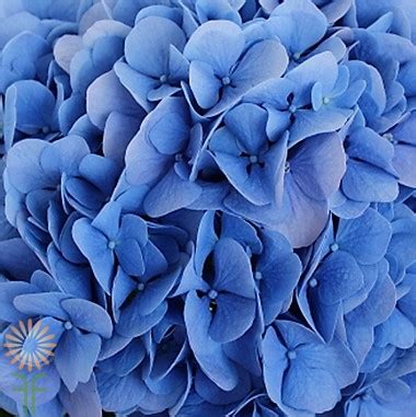 Do blue hydrangeas hold up for wedding bouquets. Dark Blue Hydrangeas | Wholesale Flowers & DIY Wedding Flowers