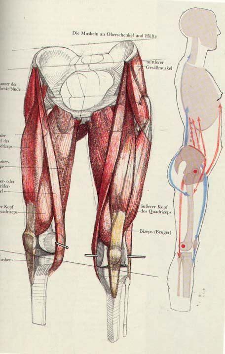 Anatomy of the muscular system. Massive ultimate art reference and tutorial dump!