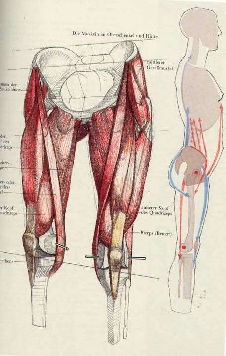 I tend to draw muscles very simply, and there are tons of other tutorials that are waaaaayyyy better! Massive ultimate art reference and tutorial dump!