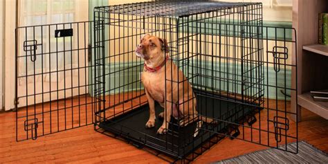 If your dog were to get her collar tangled while you're away, the outcome. Where Is The Best Place To Put a Dog Crate